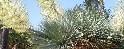 Care of the plant Yucca rostrata or Beaked yucca.