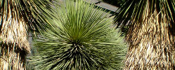 Care of the plant Yucca thompsoniana or Thompson's yucca.
