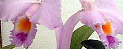 Cuidados de la orquídea Cattleya, Catleya o Lirio de mayo.