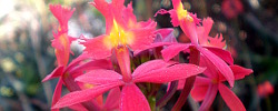 Care of the orchid Epidendrum radicans or Fire-star orchid.