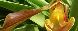 Cuidados de la orquídea Paphiopedilum o Sandalia de Venus.