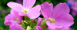 Care of the plant Arabis x arendsii or Pink Wall Cress.