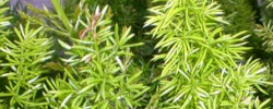 Care of the plant Asparagus densiflorus or Asparagus Fern.