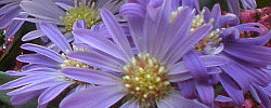 Care of the plant Aster amellus or Italian Aster.