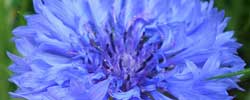 Cuidados de la planta Centaurea cyanus, Aciano o Azulejo.