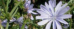 Care of the plant Cichorium intybus or Common chicory.