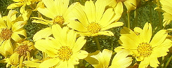 Care of the plant Coreopsis gigantea or Giant coreopsis.