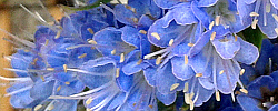 Cuidados de la planta anual Echium webbii o Arrebol azul.