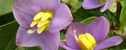 Care of the plant Exacum affine or Persian violet.