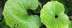 Cuidados de la planta Farfugium japonicum o Ligularia tussilaginea.