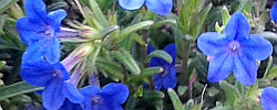 Care of the plant Lithodora diffusa or Purple gromwell.