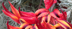 Care of the plant Lotus berthelotii or Parrot beak.