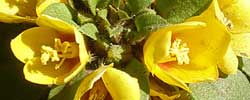 Care of the plant Lysimachia congestiflora or Golden globes.