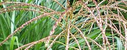 Cuidados de la planta Miscanthus sinensis, Miscantus o Eulalia.