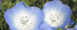 Care of the plant Nemophila menziesii or Baby blue eyes.