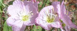 Care of the plant Oenothera or Evening primrose