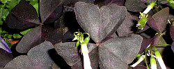 Care of the plant Oxalis triangularis or Purple shamrocks.