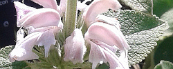 Care of the plant Phlomis maroccana or Pink Jerusalem Sage.