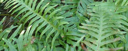 Cuidados de la planta Polypodium vulgare o Helecho común.