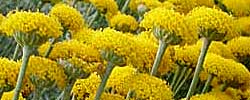 Cuidados de la planta medicinal Santolina chamaecyparissus o Abrótano hembra.