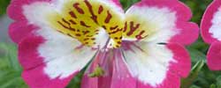 Care of the plant Schizanthus wisetonensis or Butterfly flower.
