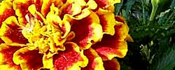 Care of the plant Tagetes patula or French marigold.