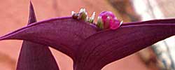 Care of the plant Tradescantia pallida or Purple Heart.