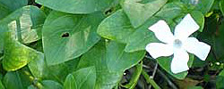 Care of the plant Vinca difformis or Intermediate periwinkle.
