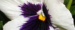 Cuidados de la planta Viola x wittrockiana o Pensamiento.