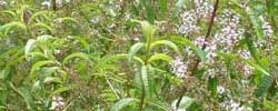 Care of the plant Aloysia citriodora or Lemon verbena.