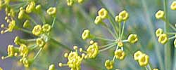 Cuidados de la planta aromática Anethum graveolens o Eneldo.