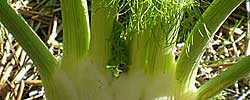 Cuidados de la planta aromática Foeniculum vulgare o Hinojo.