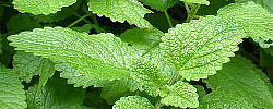 Care of the plant Melissa officinalis or Common balm.