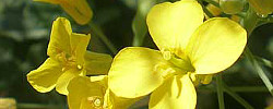 Cuidados de la planta Sinapis alba o Mostaza blanca.