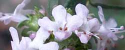 Cuidados de la planta aromática Thymus vulgaris o Tomillo.