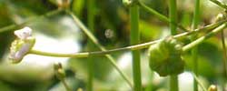 Care of the plant Alisma plantago-aquatica or Common water-plantain.