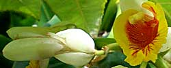 Cuidados de la planta rizomatosa Alpinia o Azucena de porcelana.