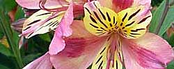 Care of the plant Alstroemeria or Peruvian lily.