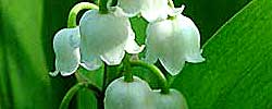 Care of the plant Convallaria majalis or Lily of the valley.