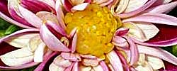 Cuidados de la planta Dahlia pinnata, Flor de garza o Dalia.