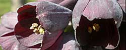 Cuidados de la planta bulbosa Fritillaria, Fritilaria o Ajedrezada.