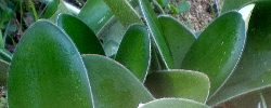 Cuidados de la planta Haemanthus albiflos o Brocha de pintor.