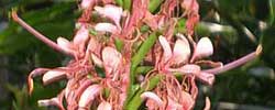 Cuidados de la planta Hedychium coccineum o Ilusión roja.