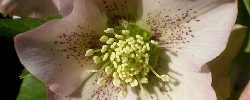 Care of the plant Helleborus orientalis or Lenten rose .