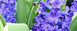 Care of the bulbous plant Hyacinthus orientalis or Common hyacinth.