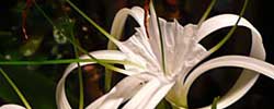 Care of the bulbous plant Hymenocallis or Spider lily.