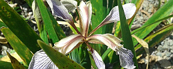 Care of the rhizomatous plant Iris foetidissima or Roast-beef plant.
