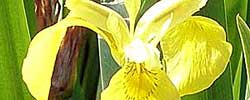 Care of the rhizomatous plant Iris pseudacorus or Yellow iris.