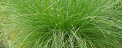 Care of the rhizomatous plant Isolepis cernua or Fiber optic grass.