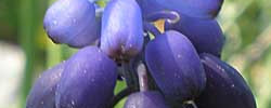 Care of the plant Muscari neglectum or Common grape hyacinth.